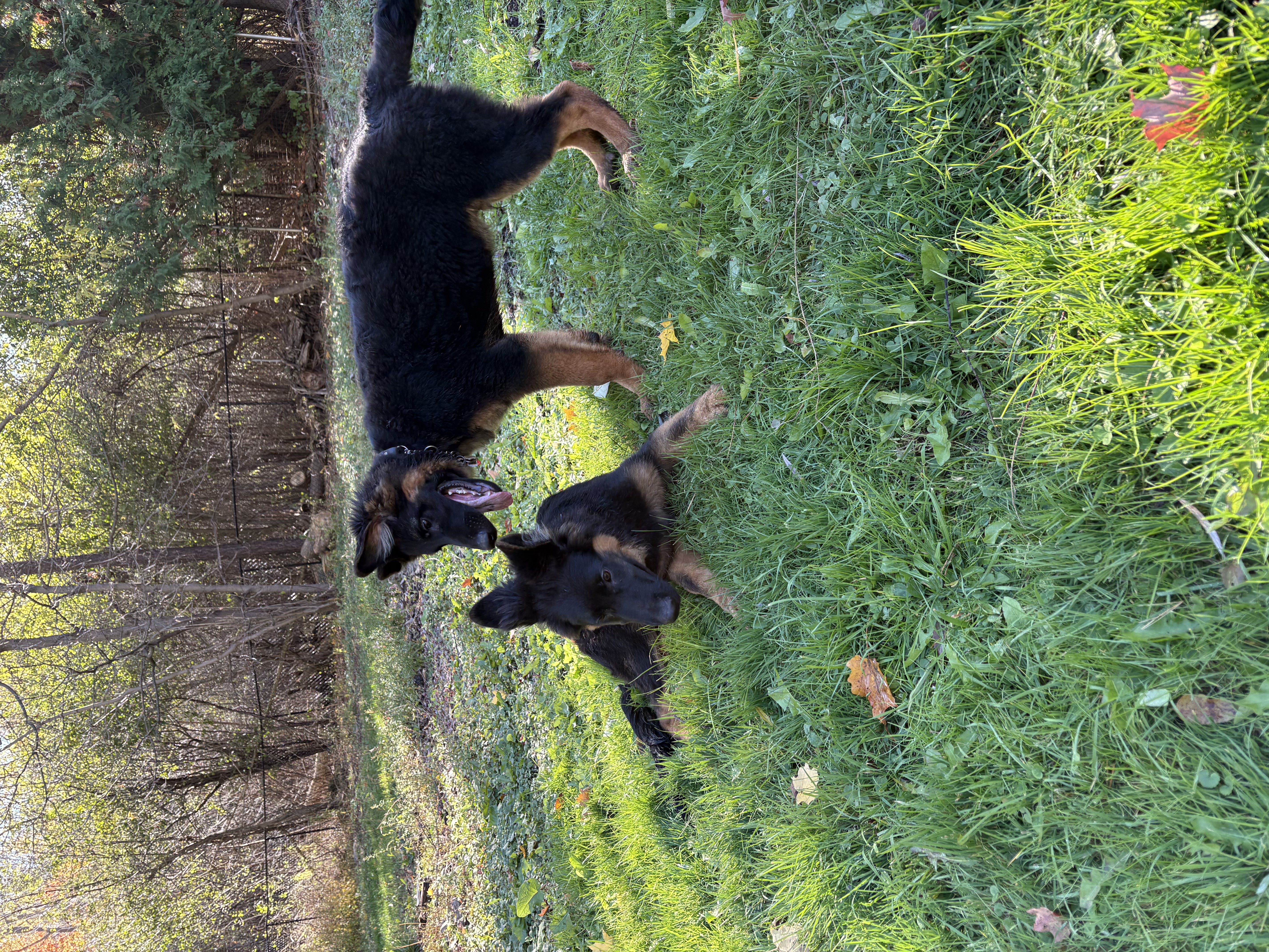 Two German Shepherd puppies playing on lush green grass with autumn trees — puppy play and socialisation at Altona K9 Centre serving GTA
