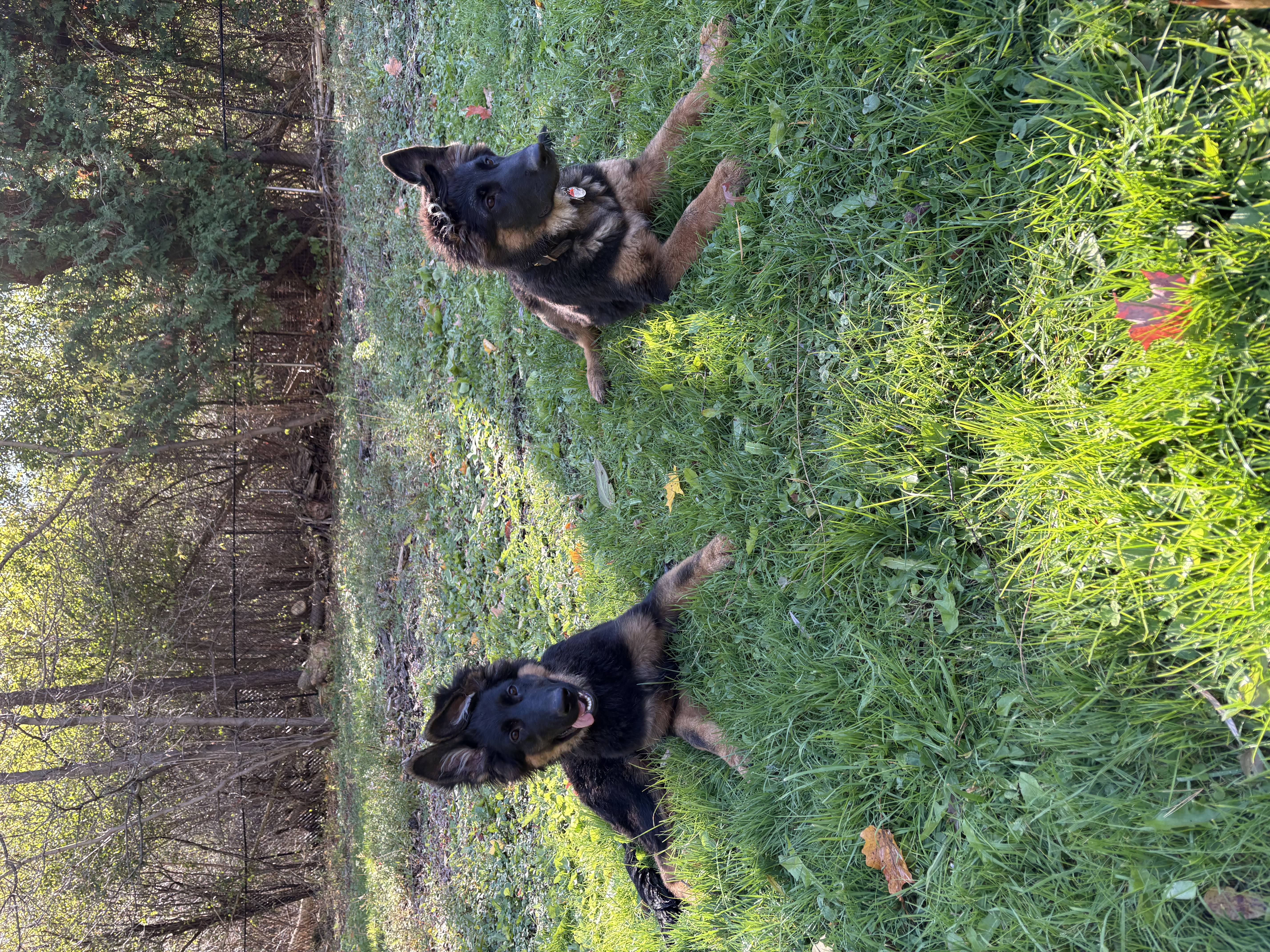 Two German Shepherd puppies lying on green grass in autumn sunshine — puppy socialisation and training at Altona K9 Centre Pickering Ontario GTA