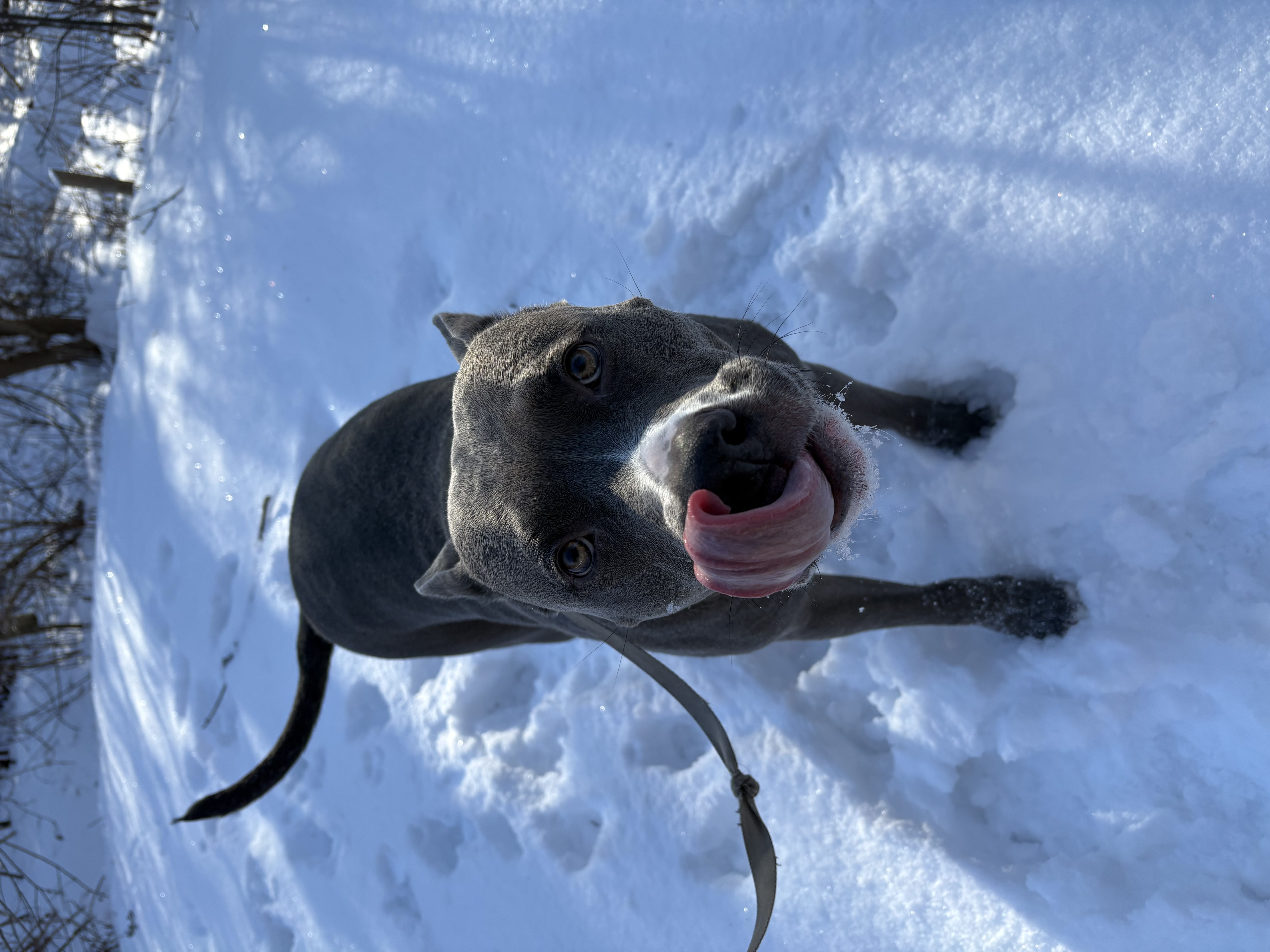 Blue nose Pitbull licking lips during winter walk in the snow — board and train exercise at Altona K9 Centre Pickering Ontario