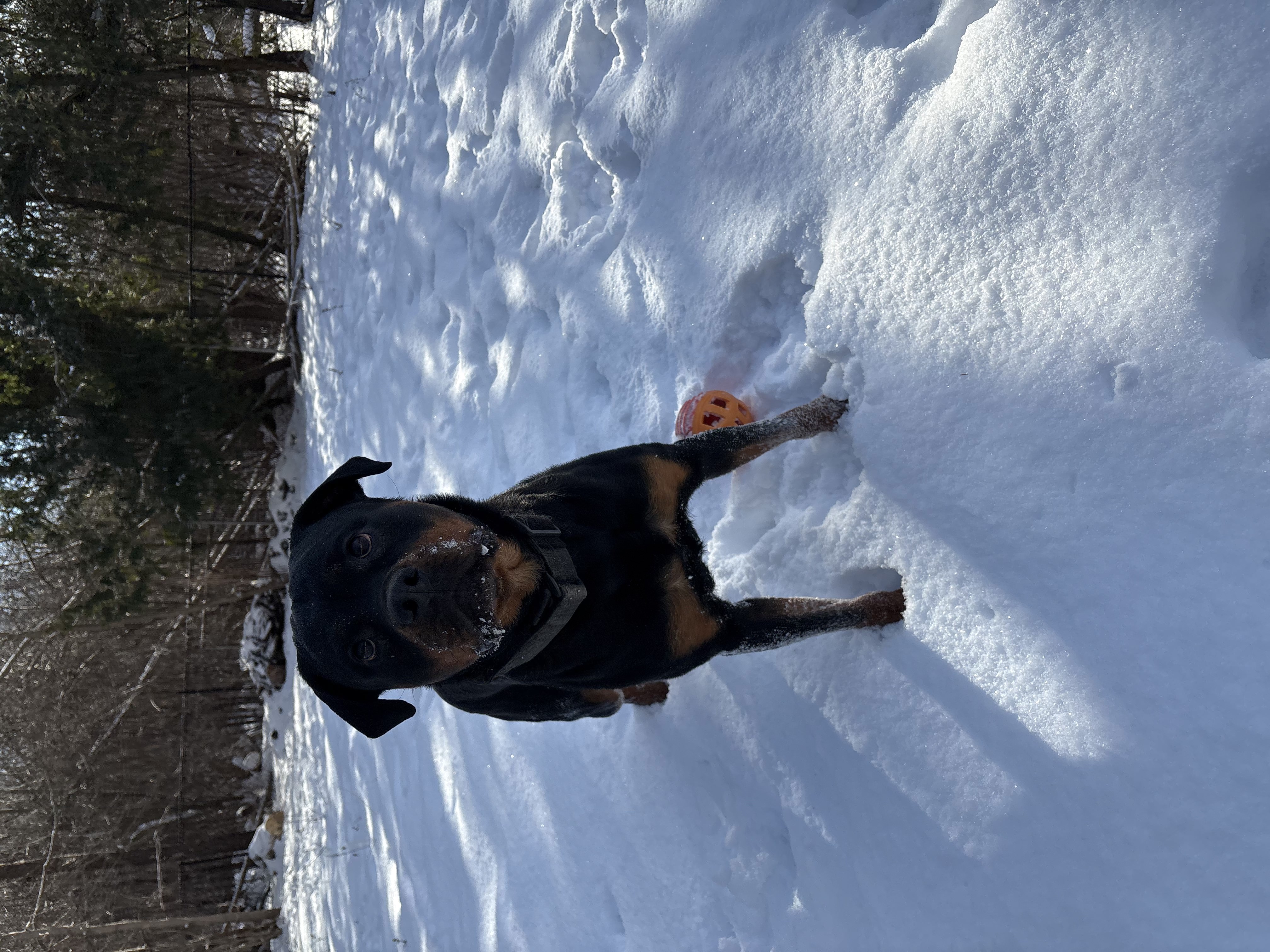Rottweiler standing alert in snowy backyard with toy ball — protection dog and obedience training at Altona K9 Centre Pickering GTA