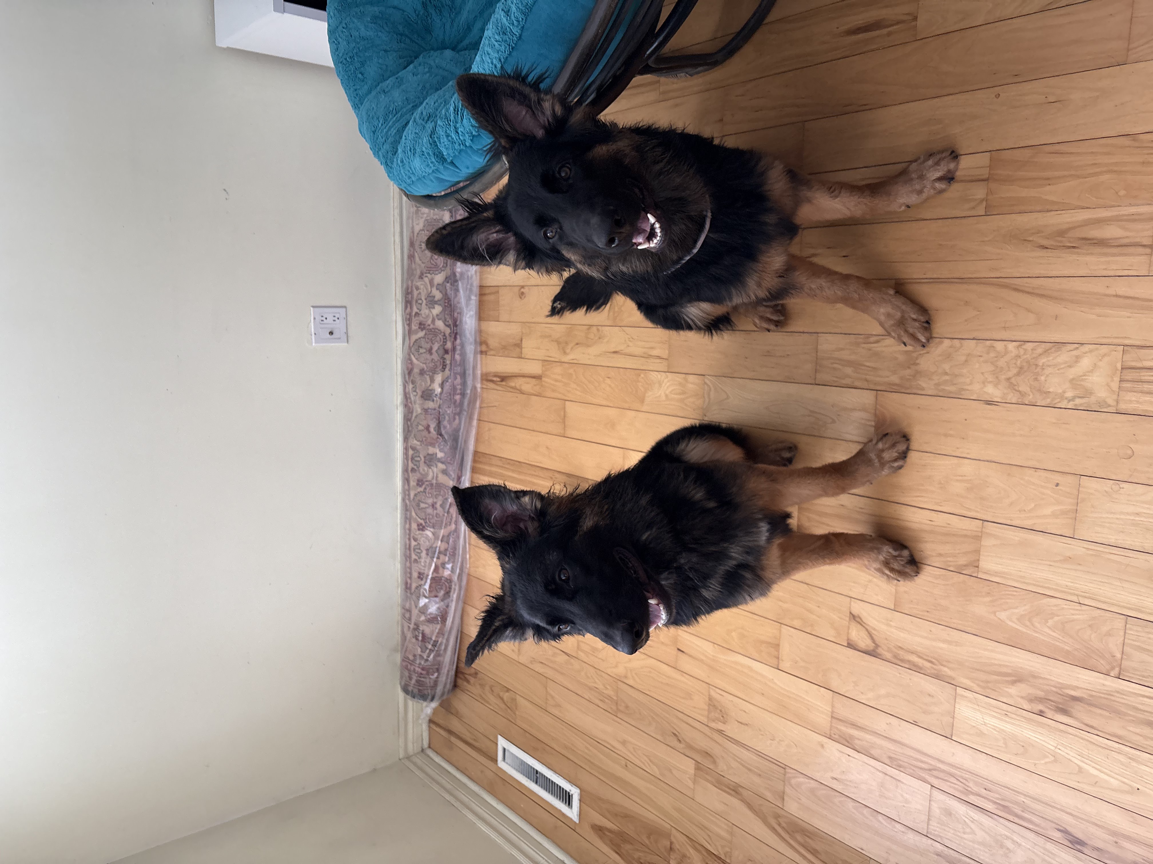 Two black and tan German Shepherds sitting obediently side by side indoors — dog training results at Altona K9 Centre Pickering Ontario