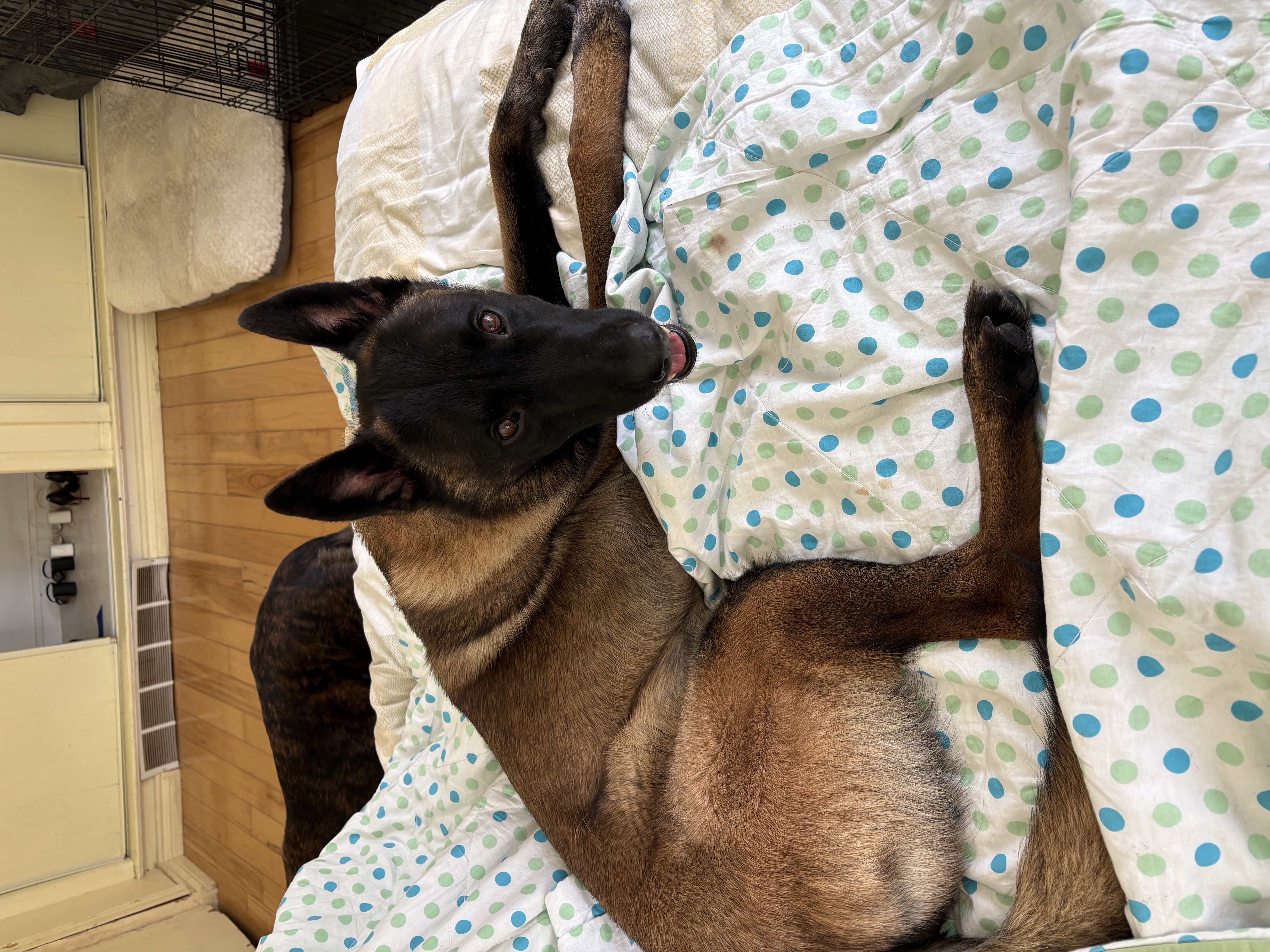 Belgian Malinois dog lying on polka dot blanket with Dutch Shepherd nearby — board and train program home comfort at Altona K9 Centre Pickering