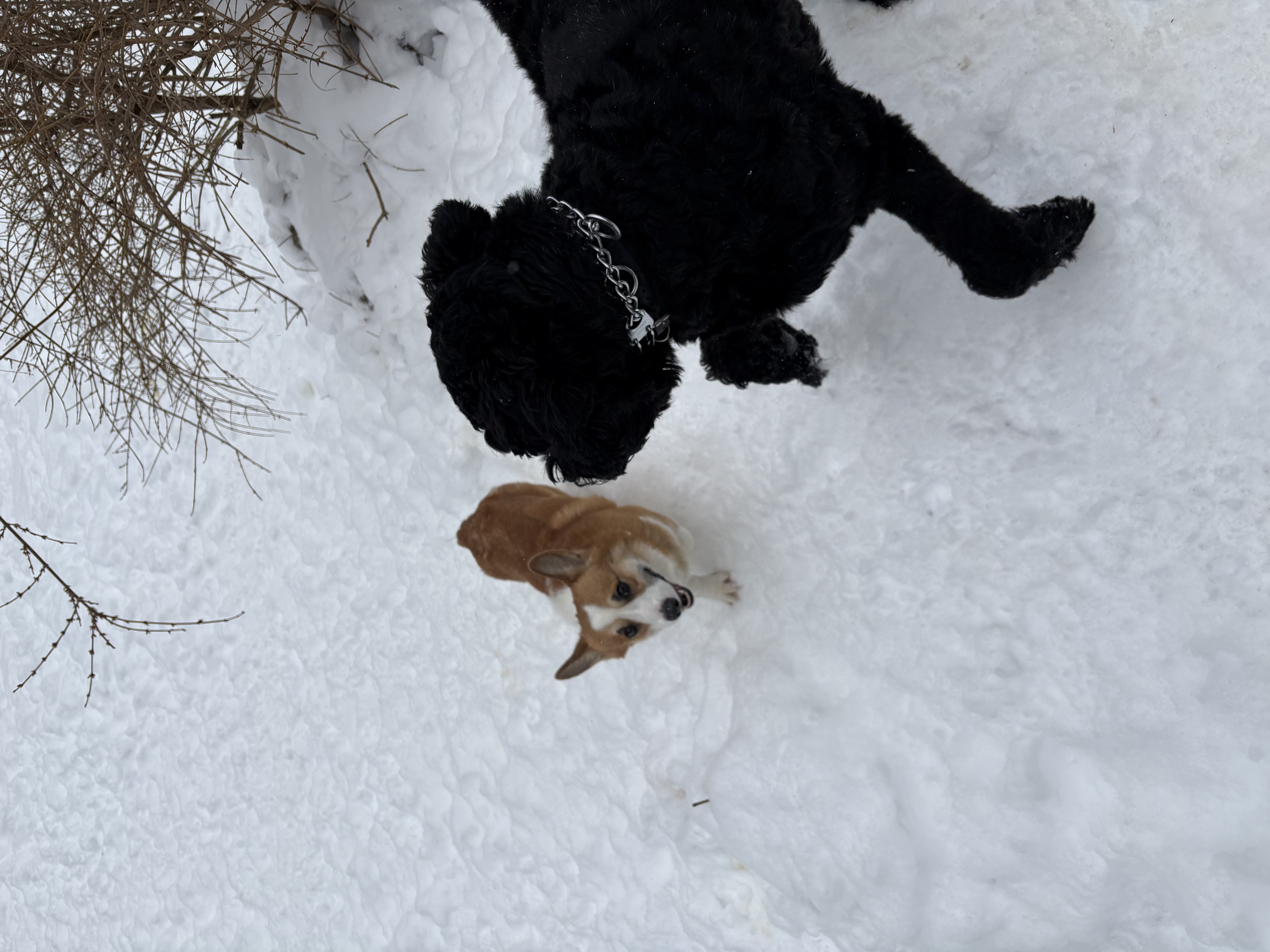 Pembroke Welsh Corgi and black Goldendoodle meeting in snowy yard — winter doggy daycare socialisation at Altona K9 Centre serving the GTA