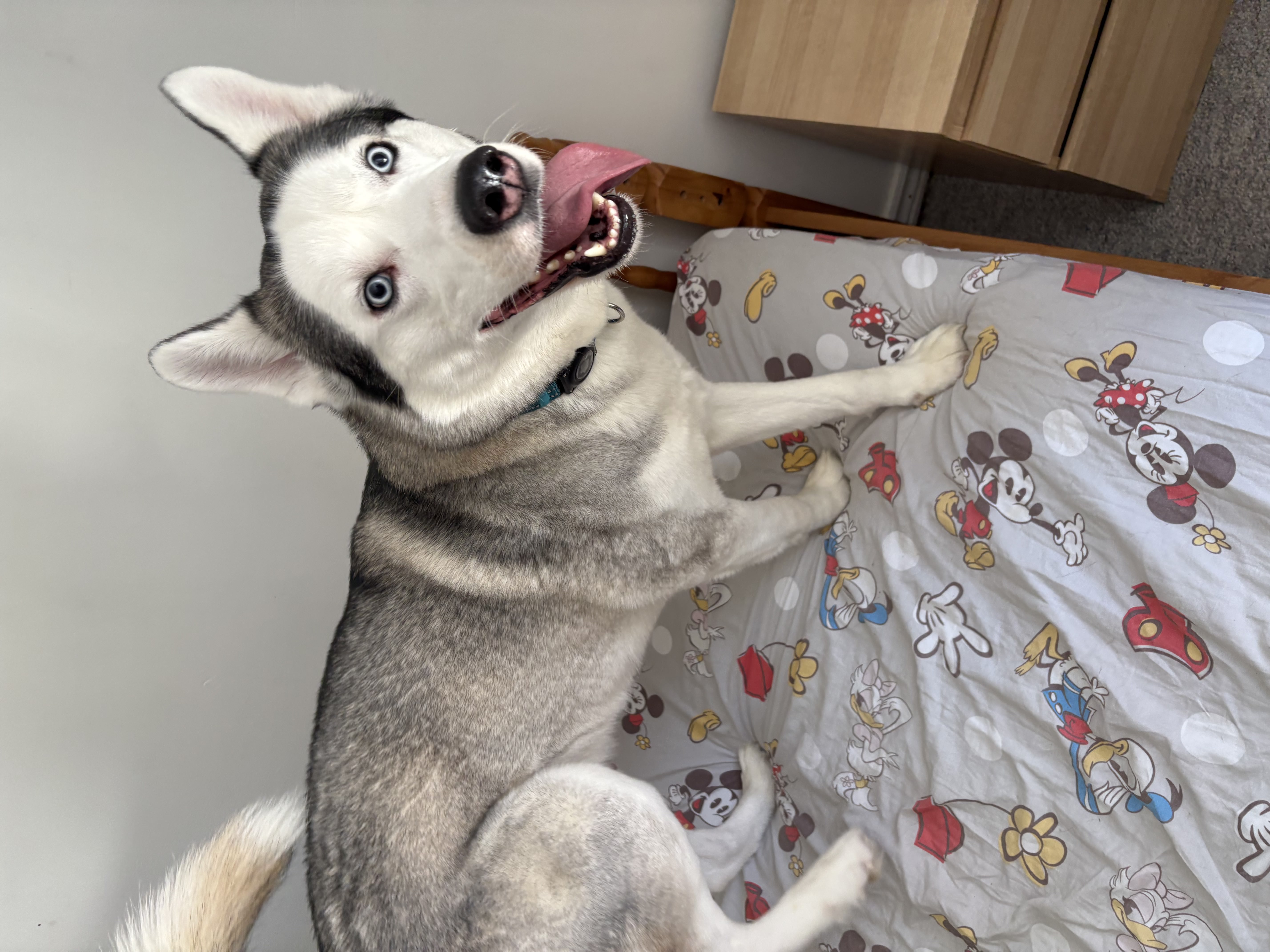 Siberian Husky with bright blue eyes standing on bed with tongue out — happy boarding stay at Altona K9 Centre serving Toronto and GTA