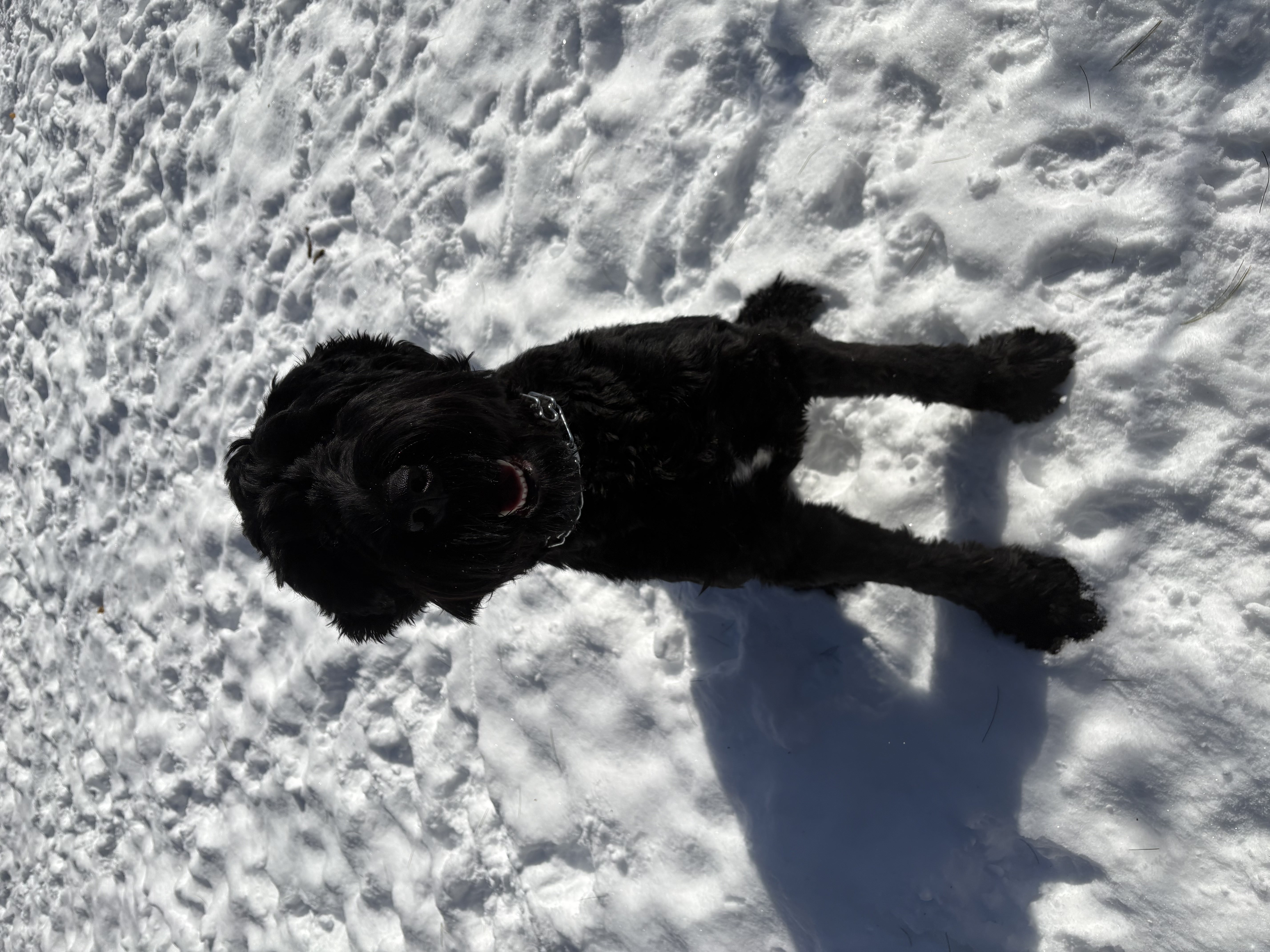 Black Goldendoodle sitting happily in snowy yard with big smile — winter dog training at Altona K9 Centre Pickering Ontario