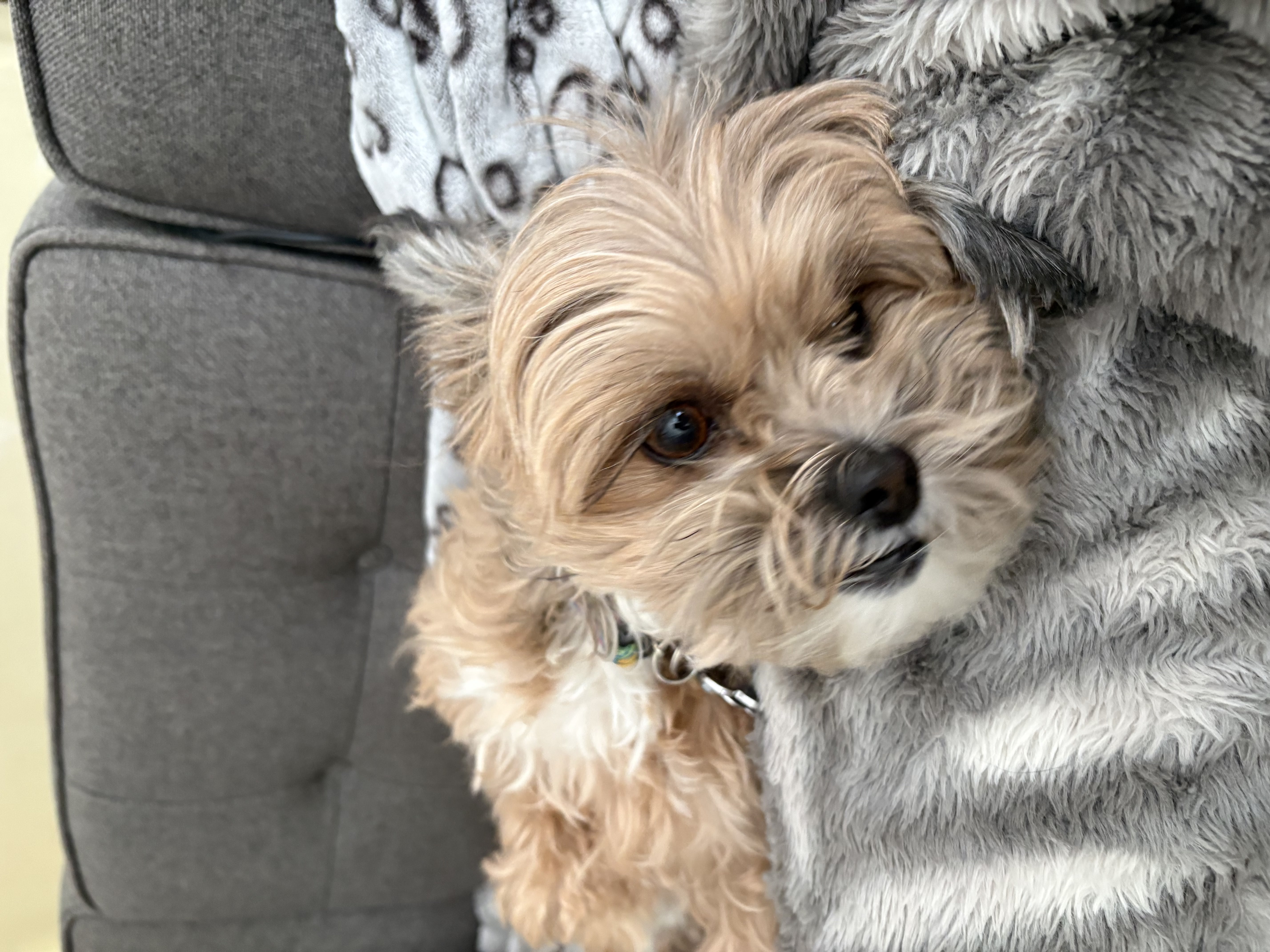 Cute golden Cavoodle puppy resting on fluffy grey blanket on couch — dog grooming and daycare at Altona K9 Centre Pickering Ontario