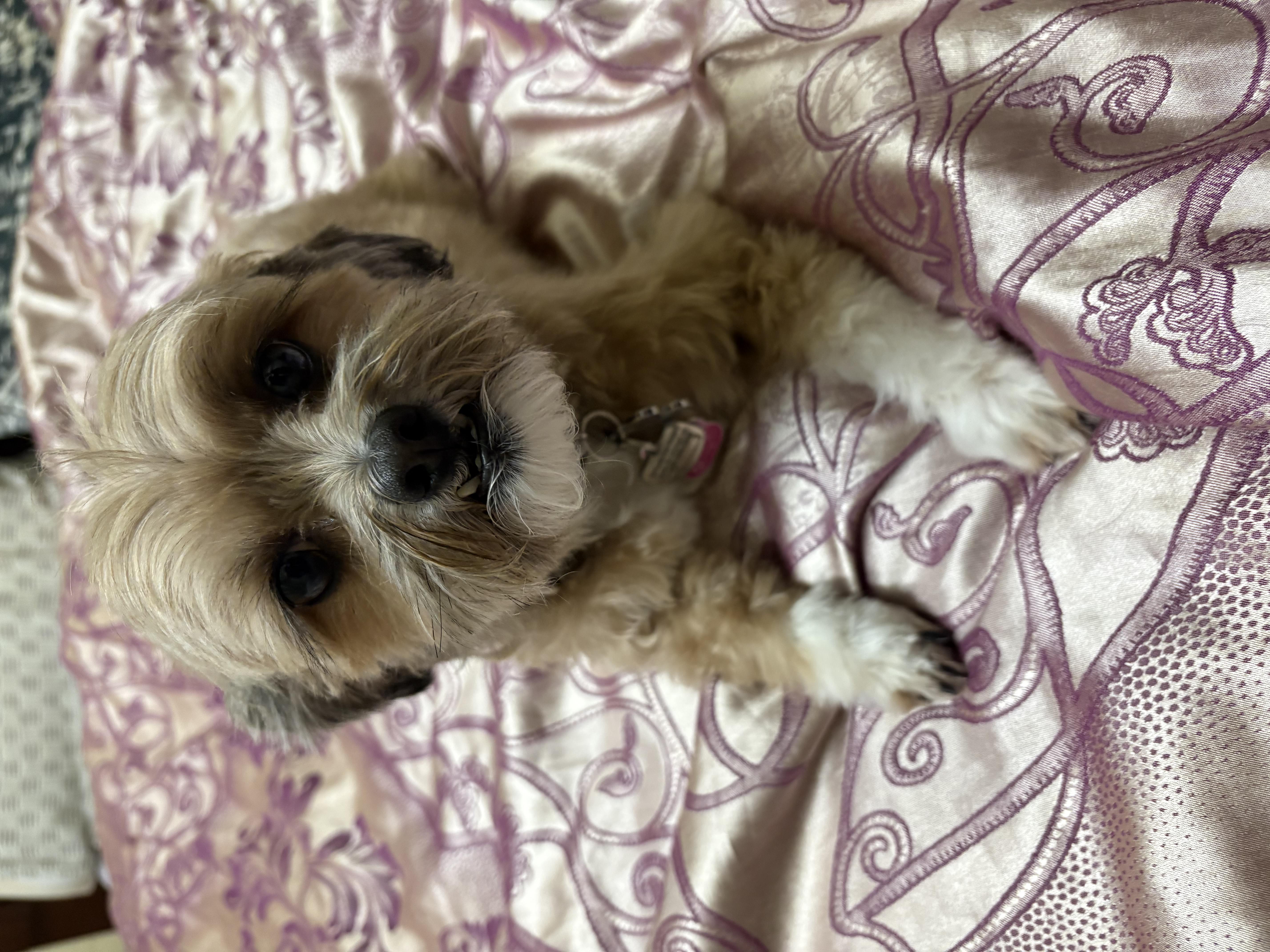 Fluffy tan Shih Tzu mix dog lying on pink satin blanket — grooming and boarding at Altona K9 Centre Pickering Ontario GTA