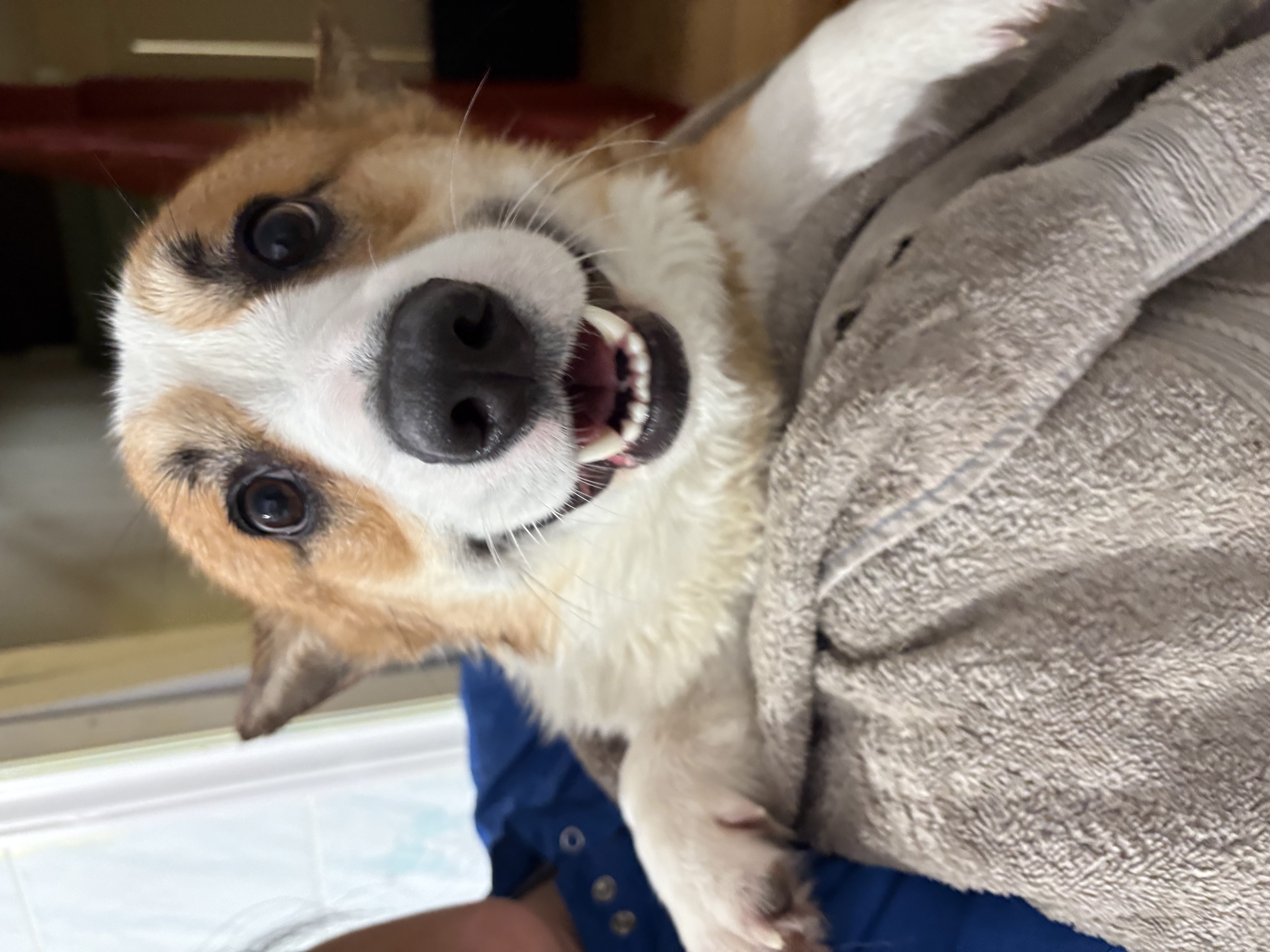 Happy Pembroke Welsh Corgi smiling while wrapped in a grey towel after grooming session — dog grooming at Altona K9 Centre Pickering