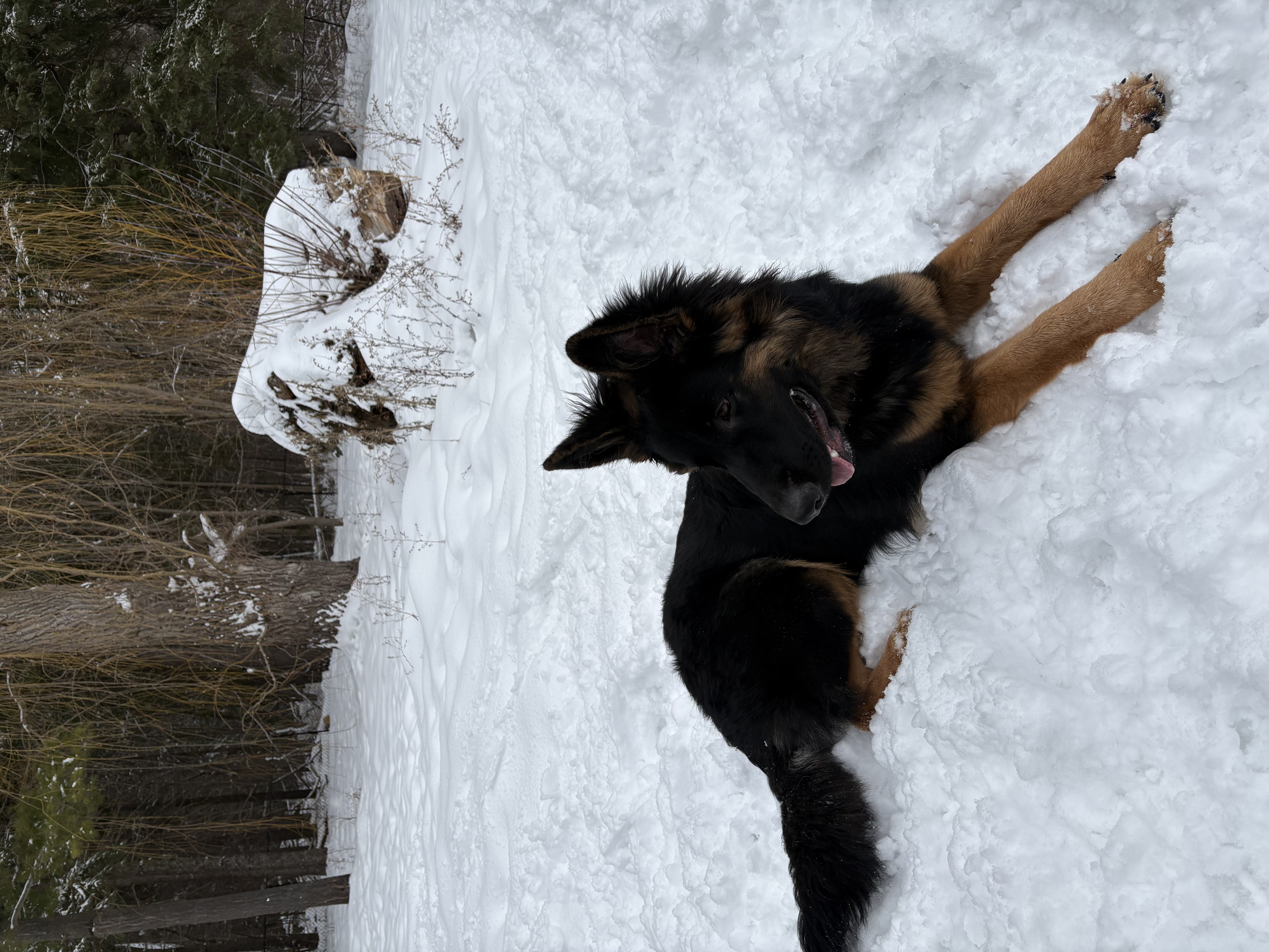Black and tan German Shepherd dog lying relaxed in deep snow in winter forest — obedience and protection training at Altona K9 Centre GTA