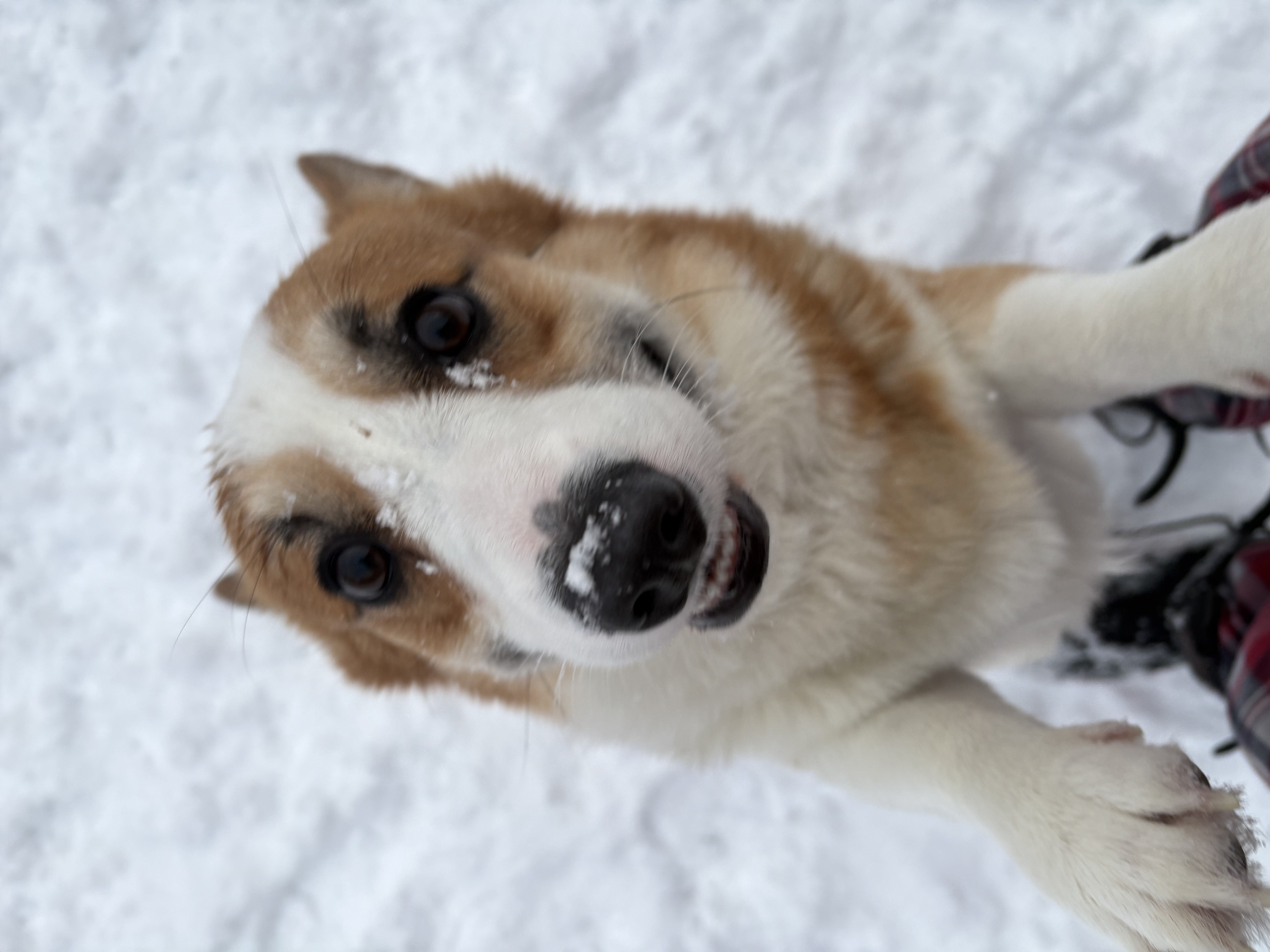 White and tan Corgi mix dog sitting in snow looking up attentively — winter obedience training at Altona K9 Centre Pickering Ontario GTA