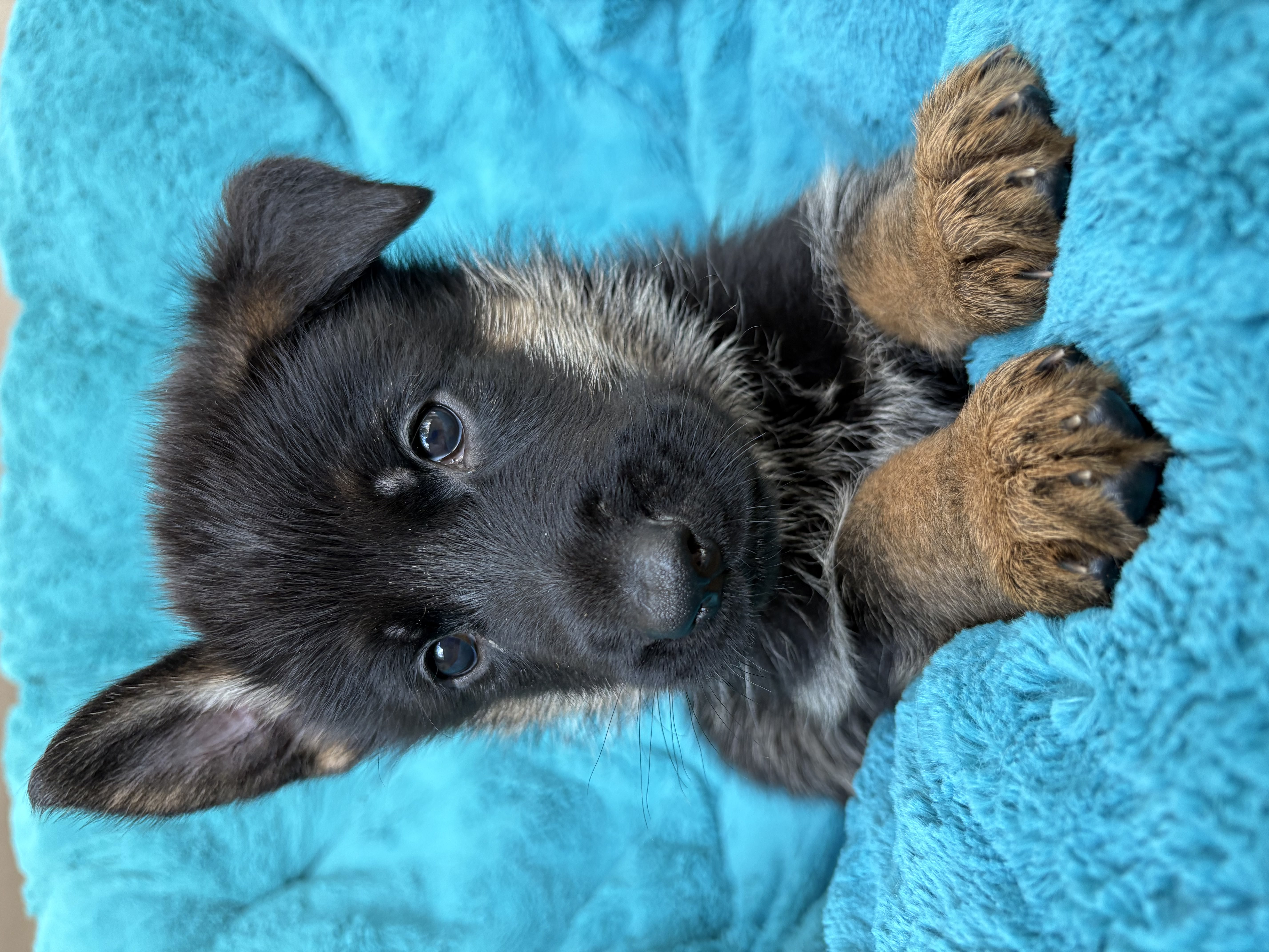 Cute black and tan German Shepherd puppy lying on teal blue blanket looking at camera — puppy obedience training at Altona K9 Centre Pickering