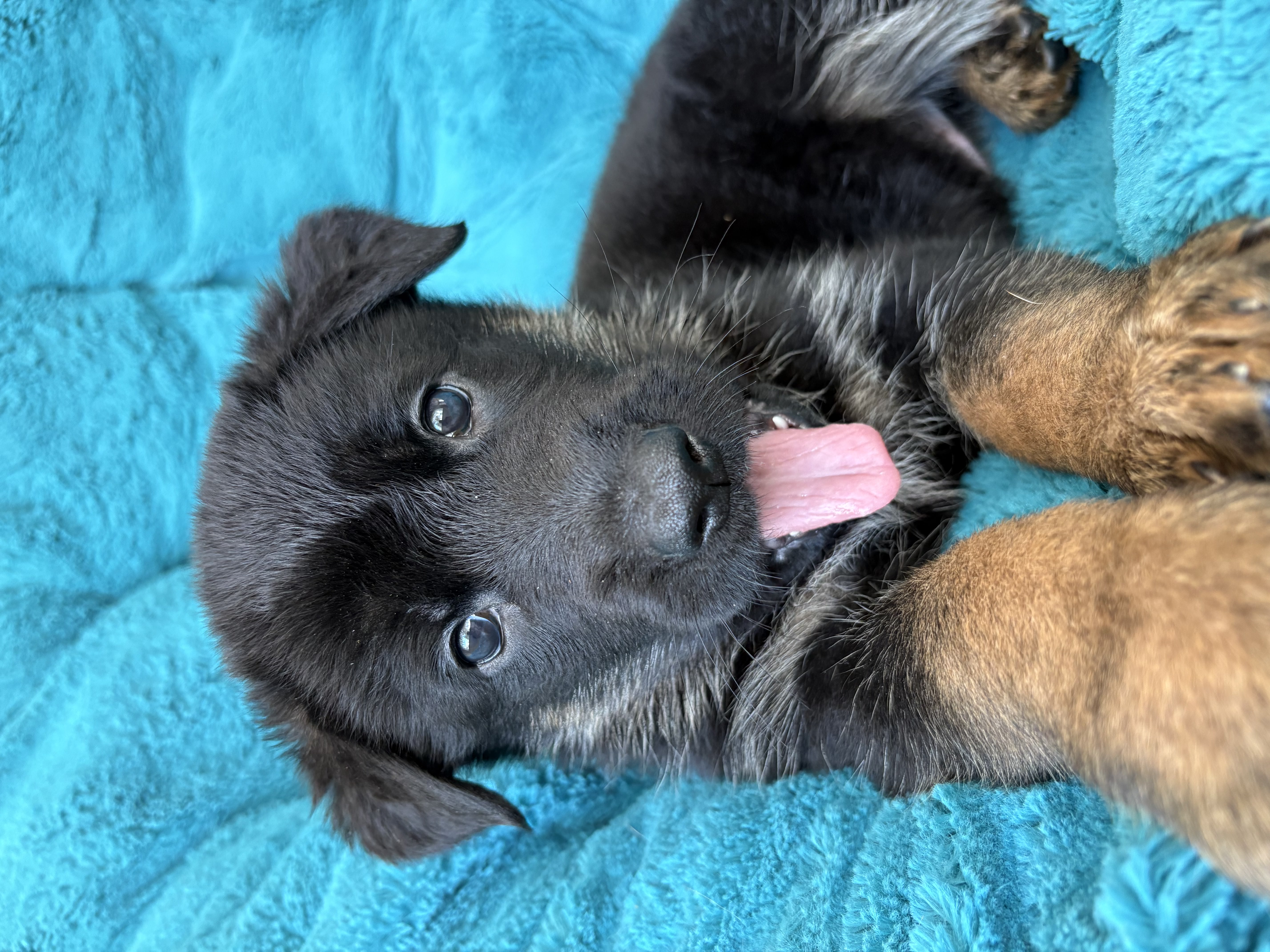 Black German Shepherd puppy lying on teal blanket with tongue out and happy expression — puppy board and train at Altona K9 Centre Pickering GTA