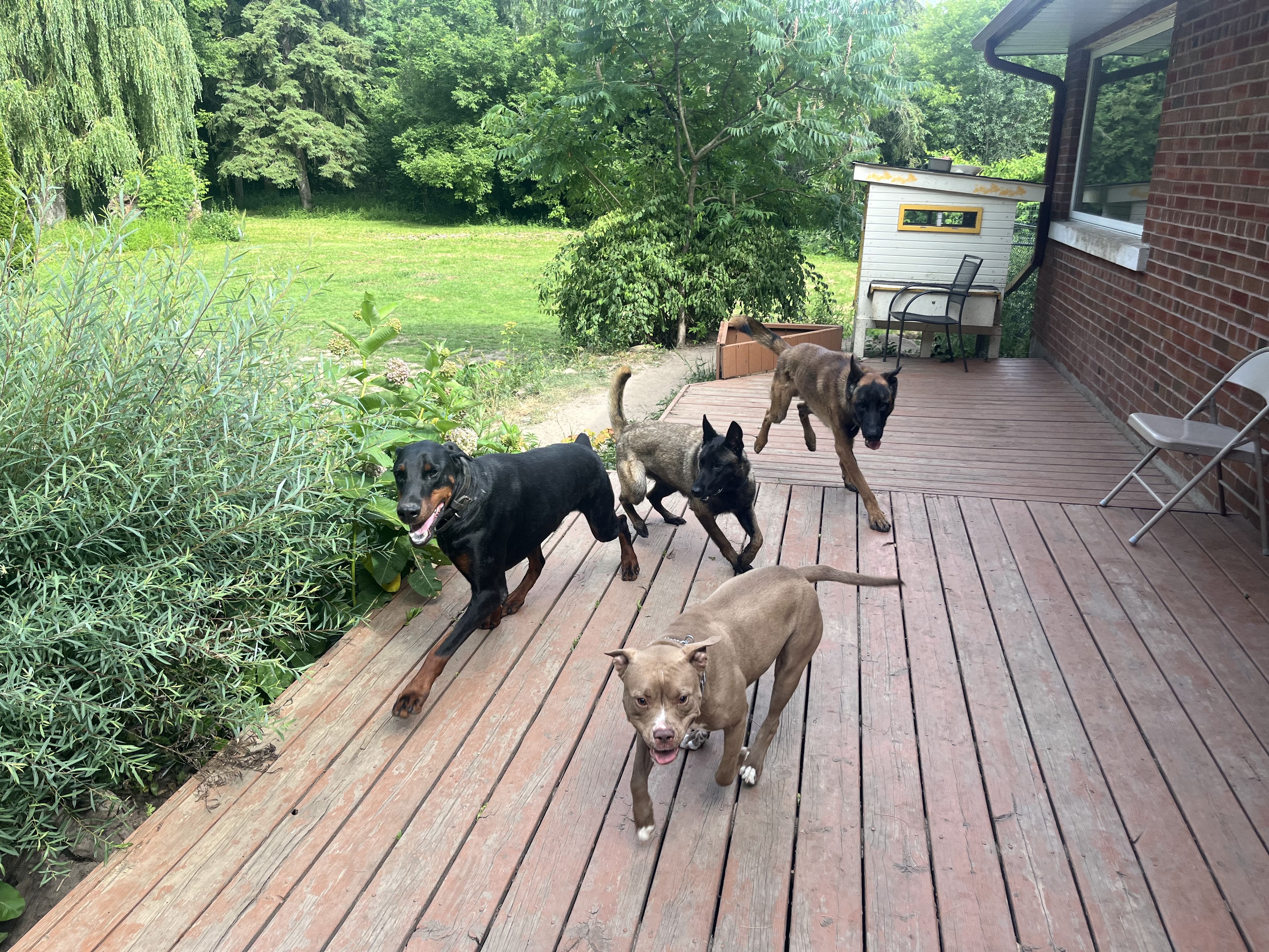 Doberman, Belgian Malinois, German Shepherd and Pitbull running together on wooden deck with lush garden — doggy daycare and pack socialisation at Altona K9 Centre Pickering Ontario GTA