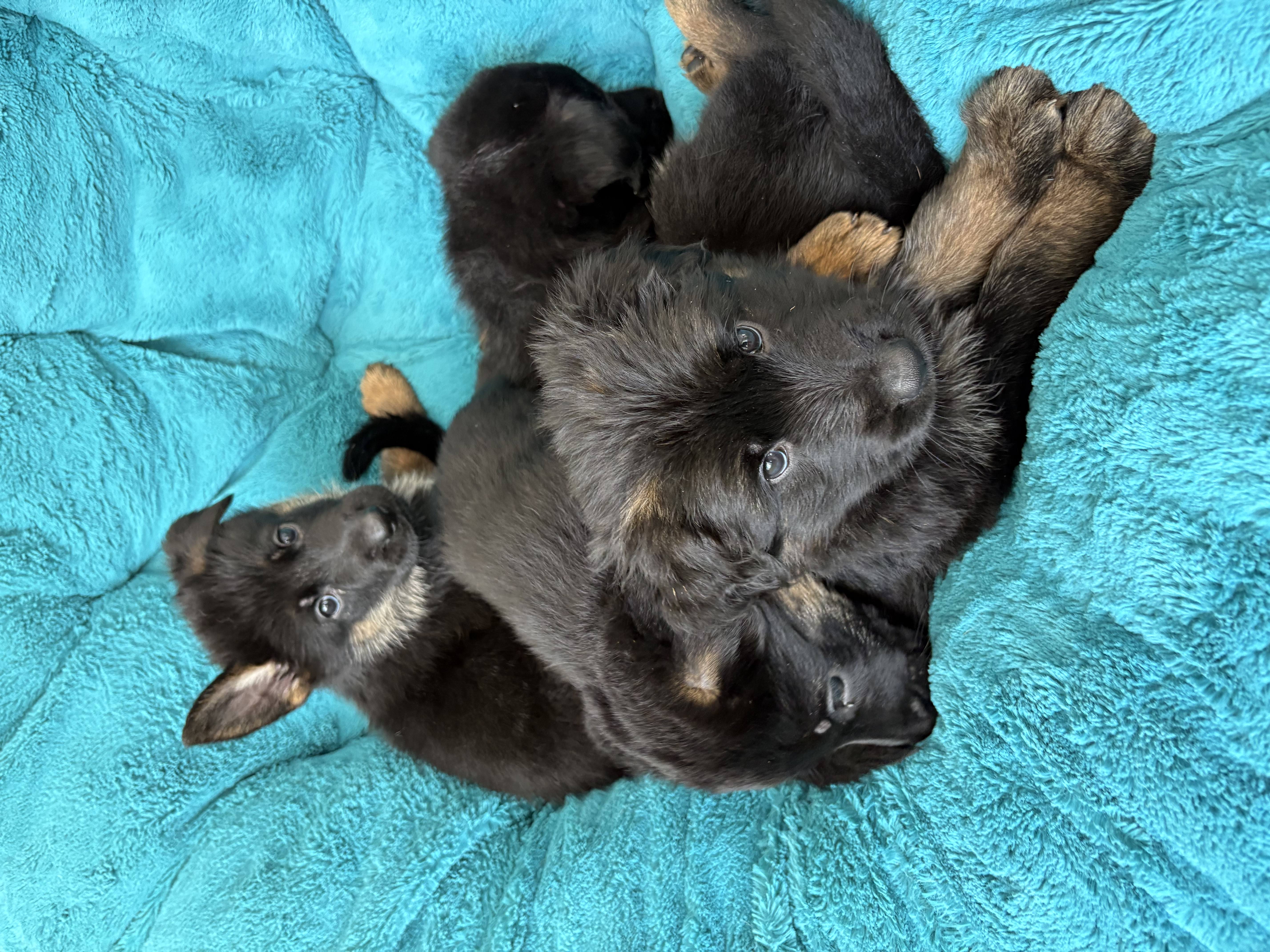 Litter of fluffy black and tan German Shepherd puppies cuddled together on teal blanket — puppy socialisation and care at Altona K9 Centre Pickering Ontario