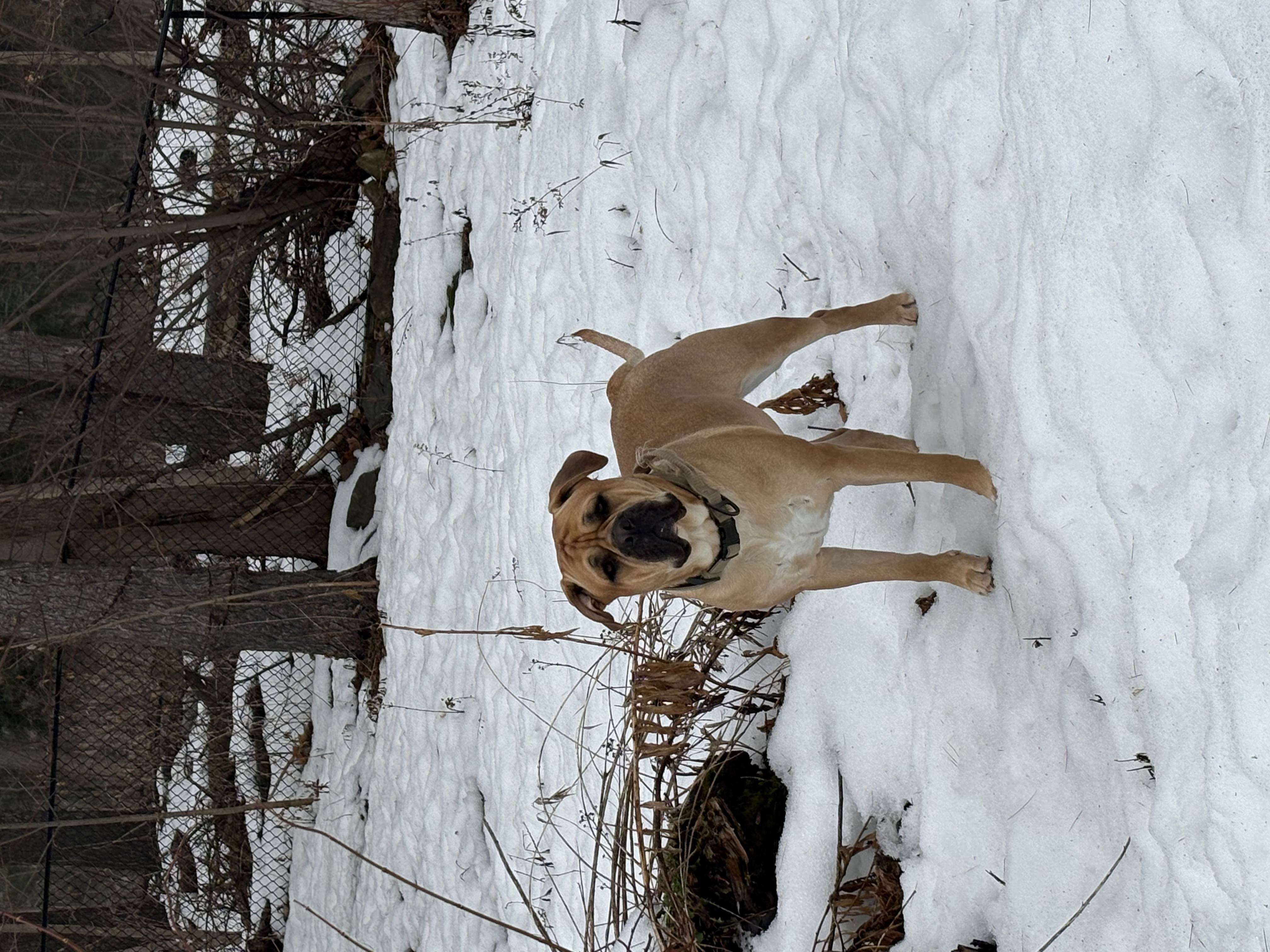 Large tan Cane Corso mix standing alert in snowy forest — board and train program at Altona K9 Centre Pickering Ontario serving Toronto and GTA