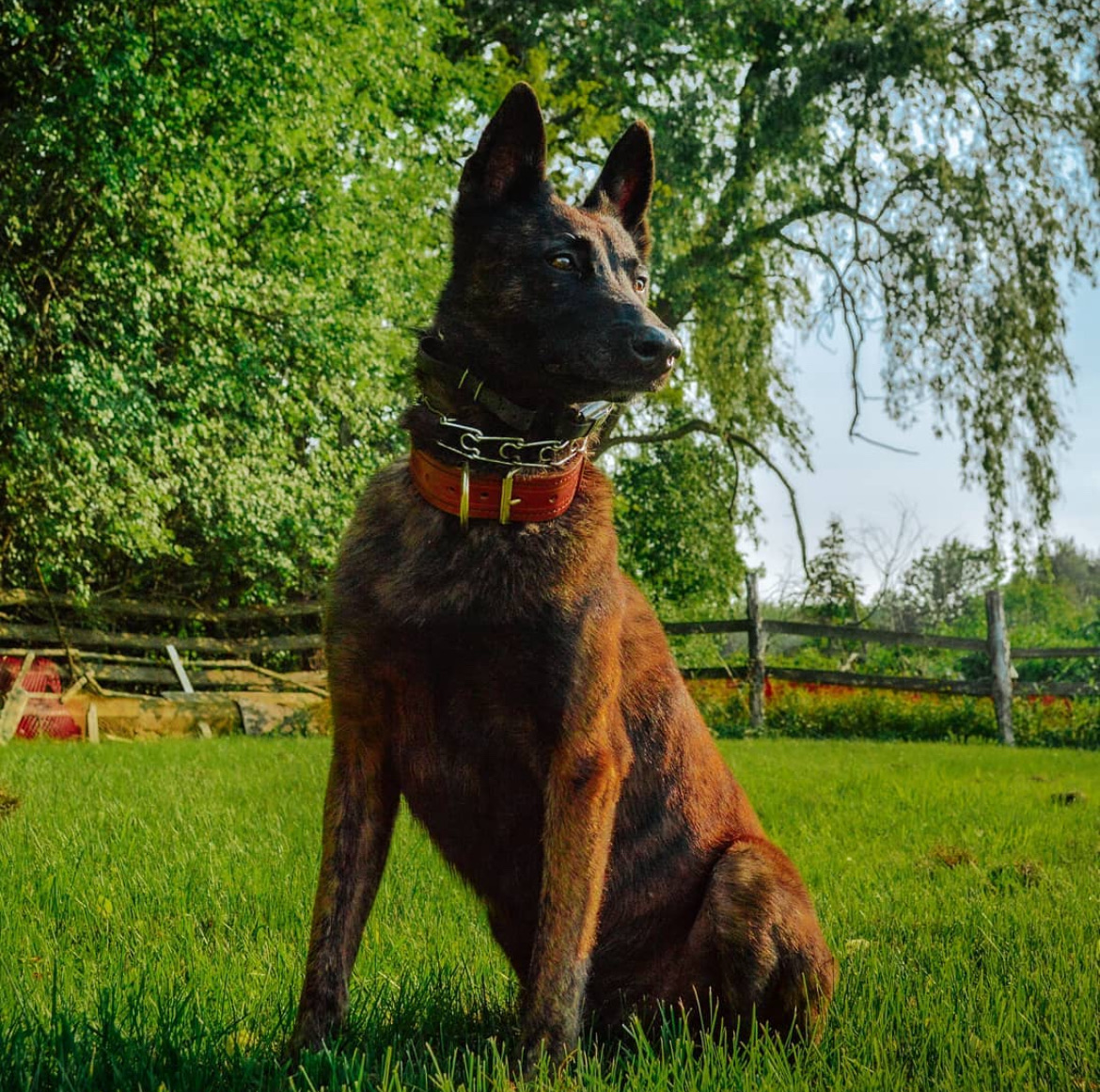 Personal protection dog training — Belgian Malinois bite work and handler protection in Ontario