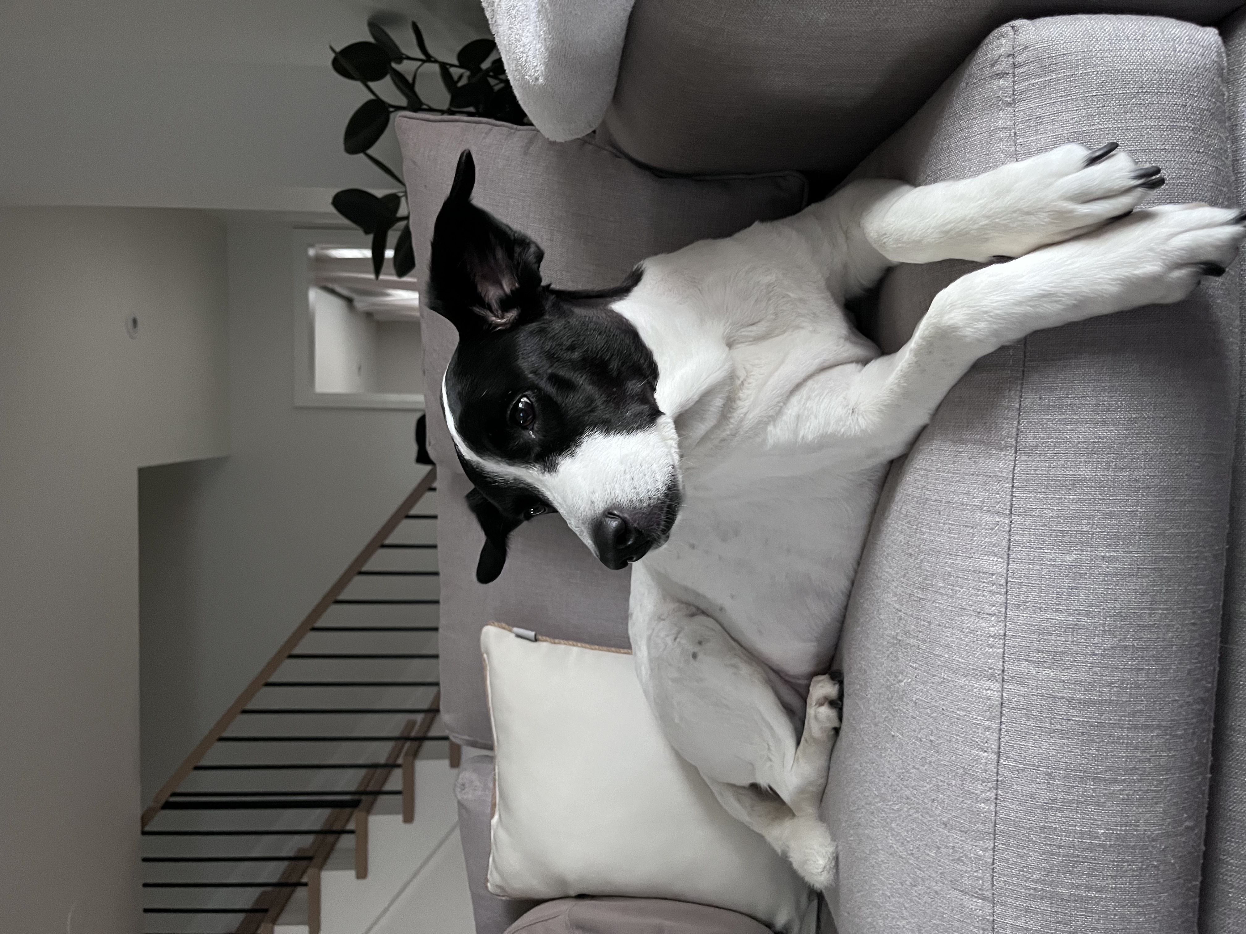 Doggy daycare — supervised group play and socialisation for dogs in Pickering